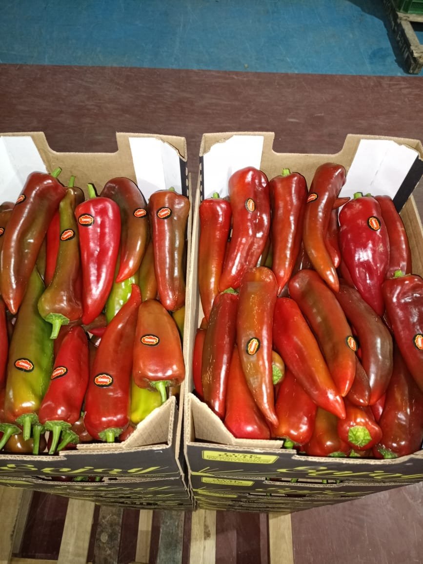 Poivrons corne rouges en cartons export
