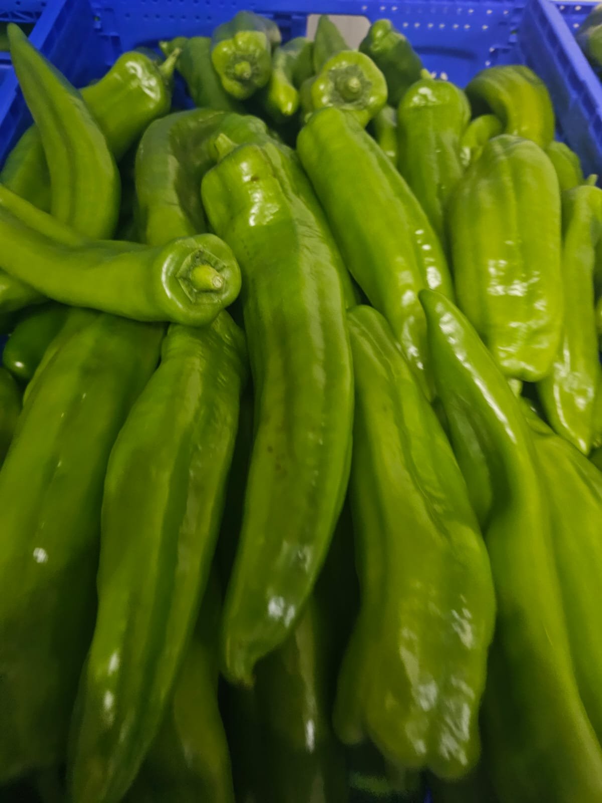 Poivrons corne verts en caisse de récolte