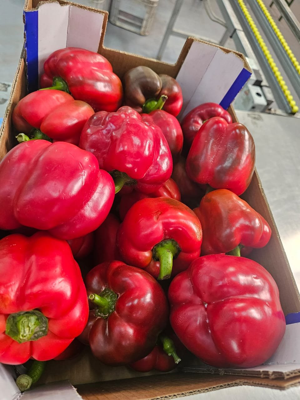 Carton de poivrons rouges charnus en station de conditionnement au Maroc